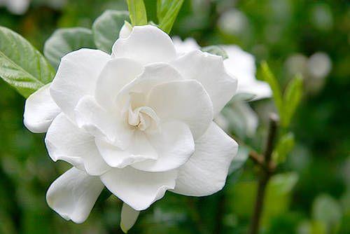 Gardenia perfumy